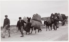 Almost 2 years later i am still loving it. Men Leading A Caravan Of Mules And Camels Ankara Turkey International Center Of Photography