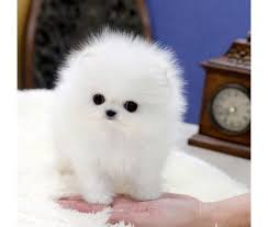 Black And White Pomeranian Puppy For Sale Aksdjbdj M F Tea Cup Pomeranian Pomeranian Puppy For Sale White Pomeranian Puppies Pomeranian Puppy