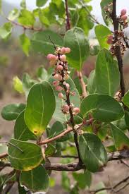Image result for Gymnosporia senegalensis