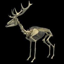 Animal Skeletons 3d Model Deer Skeleton Animal Skeletons Animal Bones