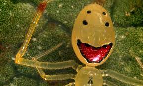 Happy Face Spider Gives A Positive Spin To The Much Feared World Of Arachnids Daily Mail Online