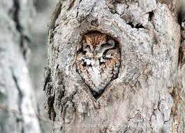 Eastern Screech Owl The Peregrine Fund