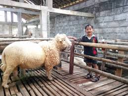 Filaha farm, memberikan solusi terbaik untuk domba garut premium sesuai keinginan anda. Budidaya Ternak Domba Merino