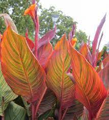 They grow in a huge variety, with flower colors ranging from vibrant reds and oranges to peaceful yellows and whites, and leaves in the hues of green and bronze. Canna Lily How To Plant Grow And Care For Canna Flowers The Old Farmer S Almanac