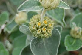 Image result for Phlomis fruticosa