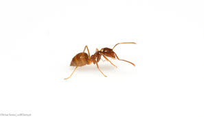 Rasberry Crazy Ant Wikipedia