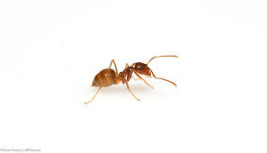 rasberry crazy ant wikipedia