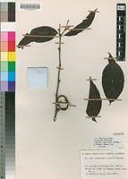 Image result for Rothmannia urcelliformis