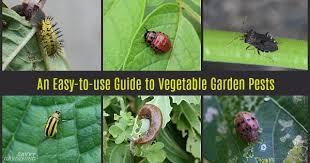 They are parasitic and feed off the blood (usually a. Guide To Vegetable Garden Pests Identification And Organic Controls