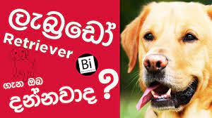We did not find results for: à¶½ à¶¶ à¶»à¶© à¶» à¶§ à¶» à·€à¶» à¶œ à¶± à·ƒ à·„à¶½ à¶± Labrador Retriever Sinhala Labrador Retriever In Sri Lanka 2020 Youtube