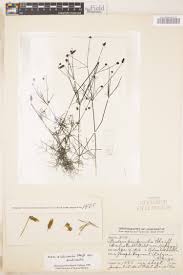 Image result for Bidens acuticaulis
