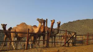 Camels have many adaptations to desert life, including:long eyelashes to keep out the sandthick hooves to resist the heat of the sandthe ability to get water from their food so they don't need to drink often.they have large fat stores in their a camel is adapted to survive in the desert due to its humps. Bedouin Night In The Arabian Desert The Passport Stamp Collector Blog