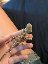 A sick bearded dragon will exhibit some similar signs to a dying bearded dragon and if left untreated in most cases will eventually die. Is My Baby Bearded Dragon Sick She Is Not Growing Bearded Dragon Org