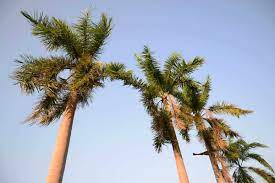 It is an extremely fast growing palm that grows 6 feet (2 meters) a year.: How Fast Do Palm Trees Grow Garden Tabs