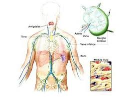 Pin En Medicina Y Fisiologia