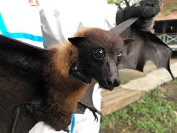 May 30, 2018 · natural host: Satellite Tracking Of Bats In Myanmar Smithsonian S National Zoo