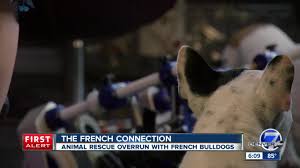 Next litter planned for end of july 2021. Boulder Animal Rescue That Only Takes In French Bulldogs Says It Has Run Out Of Money