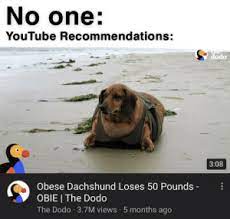 No One Youtube Recommendations Dodo 308 Obese Dachshund Loses 50 Pounds Obie The Dodo The Dodo 37m Views 5 Months Ago Wtf Youtube Wtf Meme On Me Me