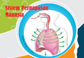 Popular posts from this blog. Jawaban Buku Ipa Kelas 8 Uji Kompetensi Bab 8 Sistem Pernapasan Manusia Pentium Sintesi