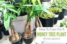Cm lava rock in the base, then a kind of cheap pillow case fill material, which is about 1cm thick, then the soil should go in and the ponytail palm. Money Tree Plant Care Guide How To Take Care Grow Indoors
