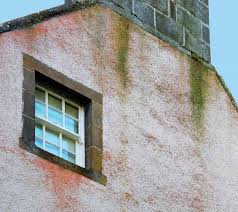 I try not to keep them too wet but maybe i still am. Algae On The Facade Removal Of Red Algae And Green Growth Properla