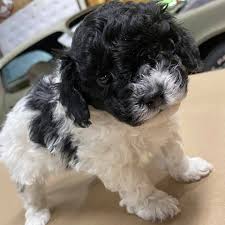Maltipoo Puppies Ckc Maltipoo Puppies Ckc Reg For Sale Facebook