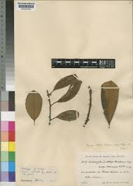 Image result for Pouteria adolfi-friederici