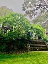 Image result for Clerodendrum silvanum