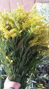 Check spelling or type a new query. 24 Best Floristry Images Of The Yellow Solidago Flowers Fillers For Bouquets Eagle Link Flowers