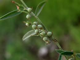 Image result for Indigofera filipes