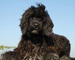 524 likes · 1 talking about this. Cao De Agua Portugues Cao Nosso