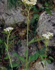 Image result for Dewildemania filifolia