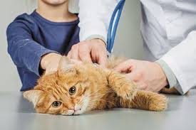 Living With Felv Infected Cats A Guide For Veterinarians And Their Clients Dvm 360