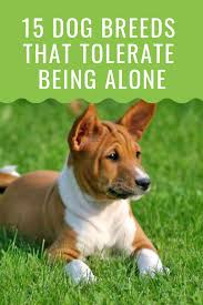While thousands of pet owners leave their dogs home alone for. 20 Dogs That Can Be Left Alone Barking Royalty Dog Breeds Dogs 15 Dogs
