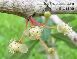 Image result for Garcinia livingstonei