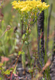 Image result for Sebaea