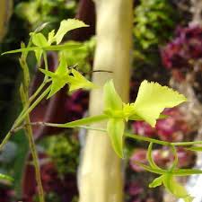 Image result for Teramnus uncinatus