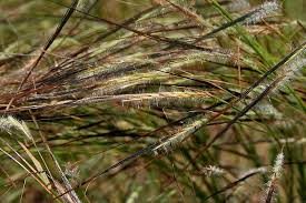 Image result for Heteropogon contortus
