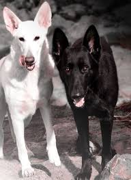 Maybe you would like to learn more about one of these? Olympus German Shepherd Dogs German Shepherd Dogs German Shepherd Puppies German Shepherd Breeders