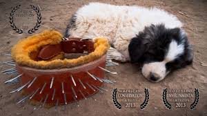 Livestock Guardian Dogs Working On Common Ground People Carnivores Youtube