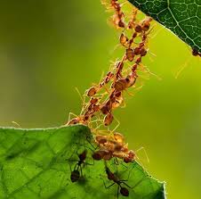 In general pest control services, we provide treatments for cockroaches and ants. How To Get Rid Of Ants Quickly Owl Pest Control Dublin