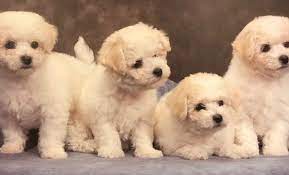 Find your new companion at nextdaypets.com. Bichon Frise And Coton De Tulear Puppies For Sale In California She Bichons And Coton Coton De Tulear Puppy Bichon Best Dogs