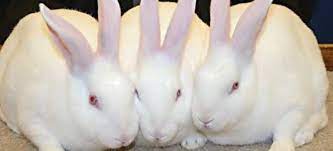 Angora termasuk jenis kelinci hias yang cocok sebagai hewan peliharaan. Beragam Manfaat Kelinci Suara Peternakan