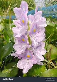 Image result for Pontederia crassipes
