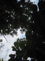 Image result for Lettowianthus stellatus