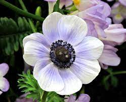 Poppy Flowered Anemone Anemone Coronaria Pas1851 Mona Lisa Blue Bicolor Longwood Gardens Img 2718 Longwood Gardens Poppy Flower Anemone