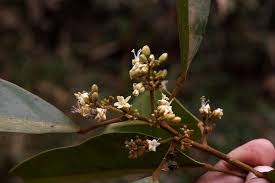 Image result for Ellipanthus