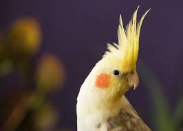 Cockatiel Yellow Bird With Red Cheeks Pin On Things Fly Crawl Swim