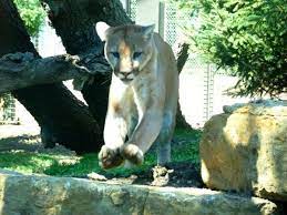 Here Kitty Kitty Topeka Zoo Topeka Kansas Topeka Zoo Zoo Topeka