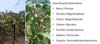 Image result for Terminalia brachystemma